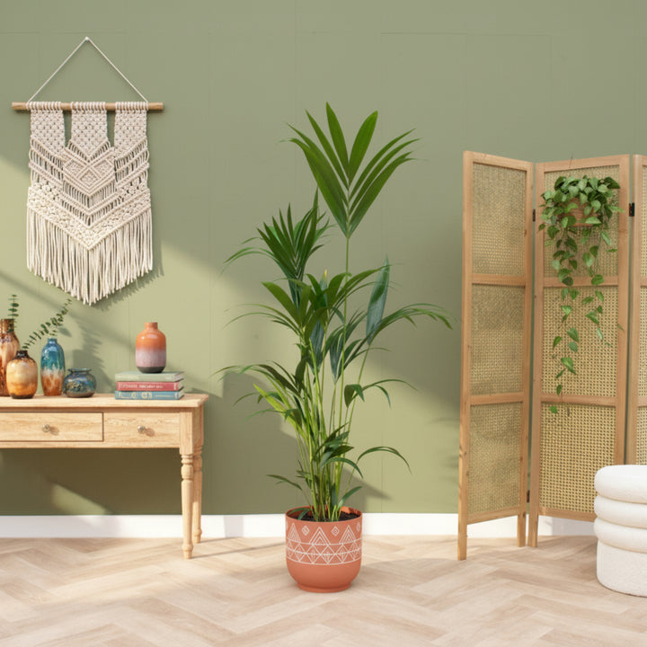 Offre combinée - Kentia Palm avec elho Vibes Fold Round - 160 cm