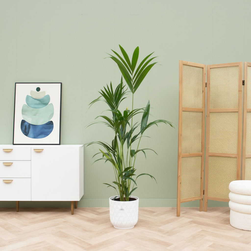 Offre combinée - Kentia Palm avec elho Vibes Fold Round - 160 cm