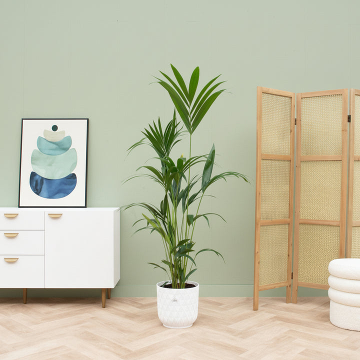 Offre combinée - Kentia Palm avec elho Vibes Fold Round - 160 cm