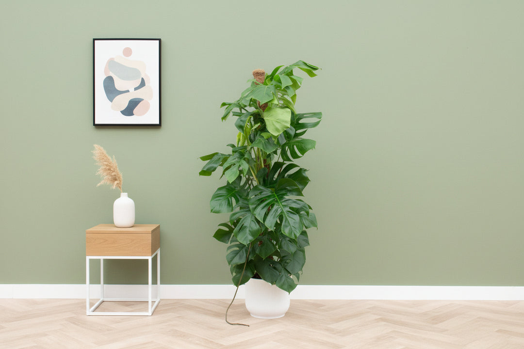 Offre combinée - Monstera Pertusum XL avec elho Vibes Fold Round - 150cm