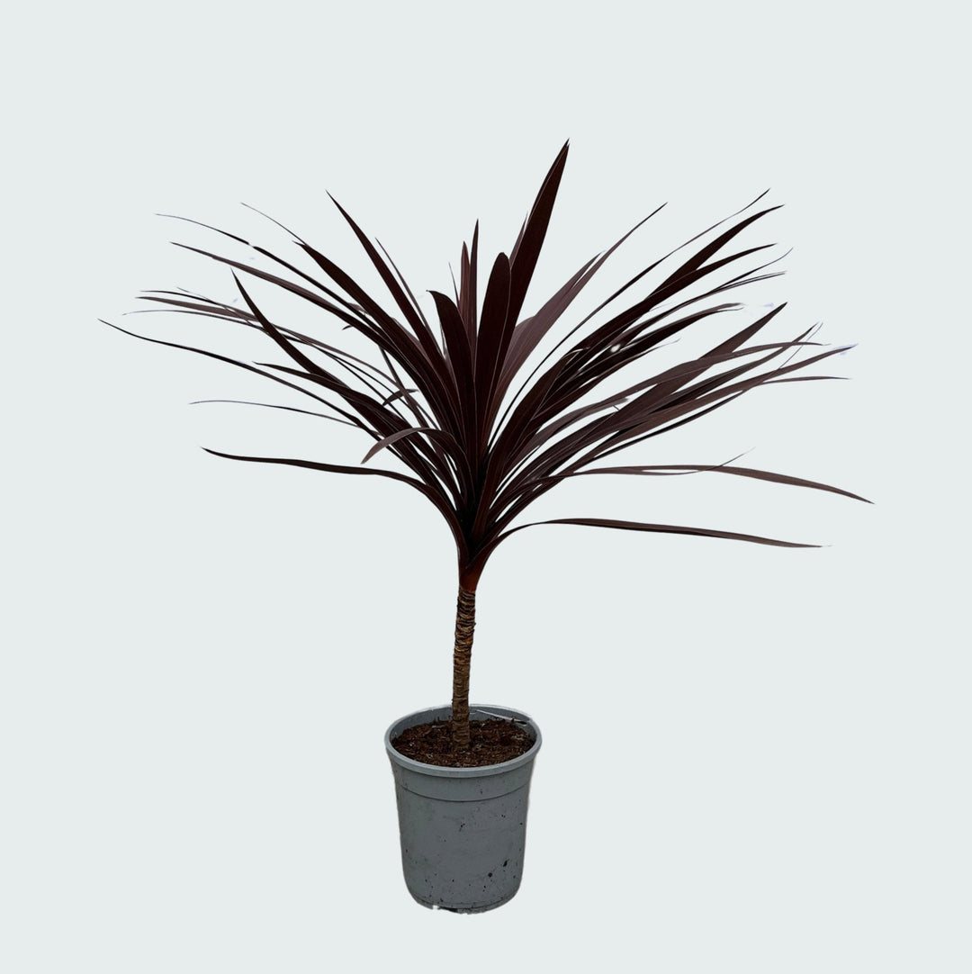 Cordyline Australis Red Star - 120cm - Coordinatiepalm