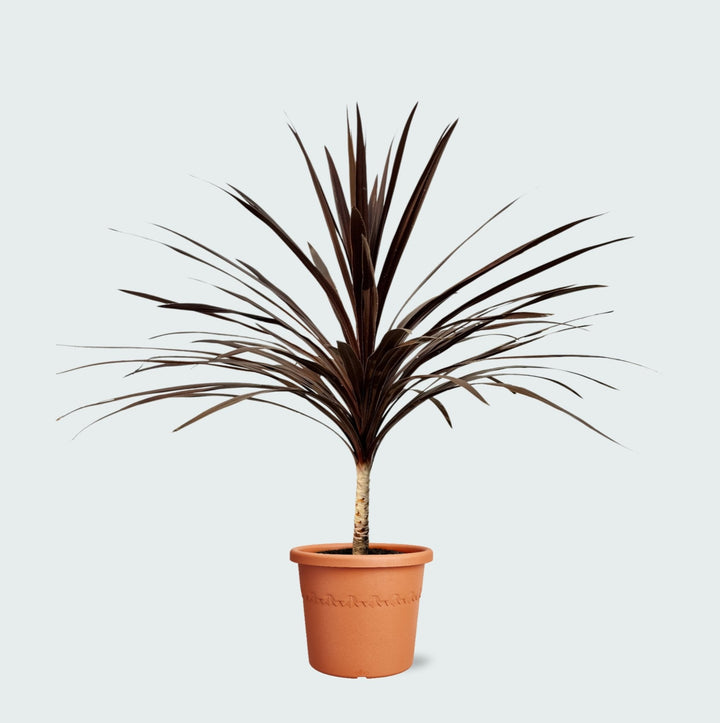 Cordyline Australis Red Star - 120cm - Coordinatiepalm