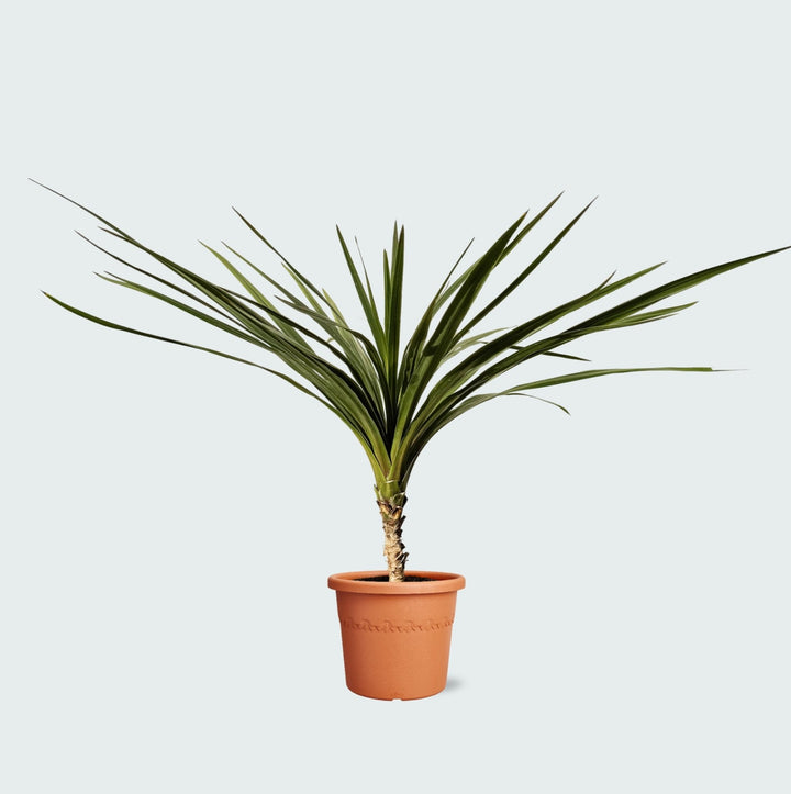 Cordyline Indivisa - 150cm - Palmiste de Tasmanie