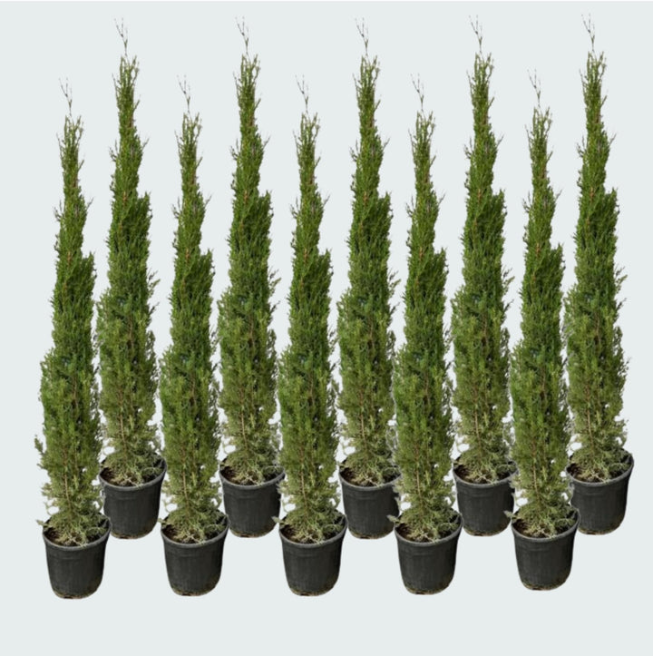 10x Cupressus Sempervirens Totem - 170cm