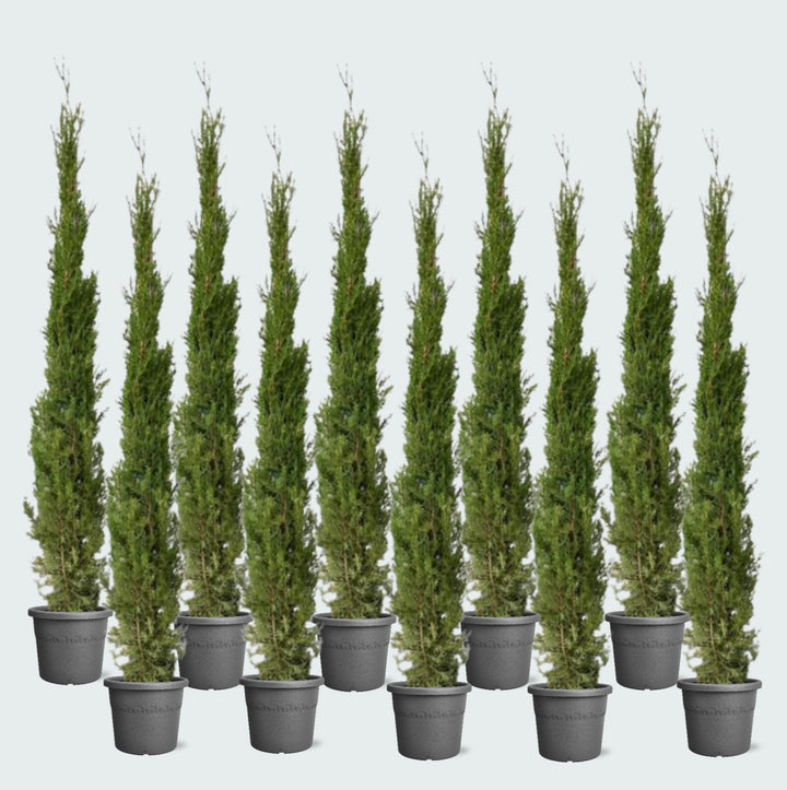 10x Cupressus Sempervirens Totem - 170cm