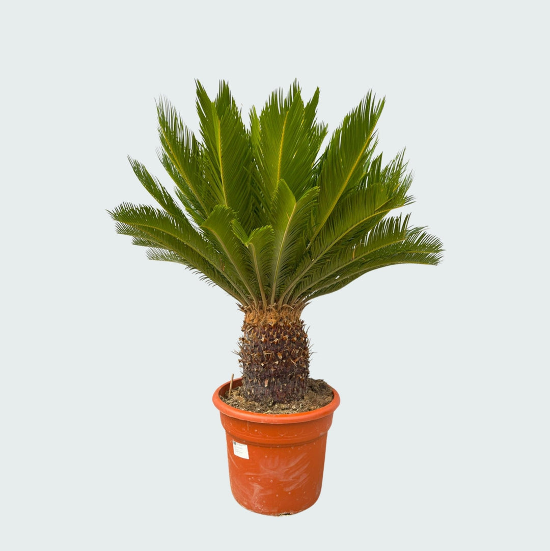 Cycas Revoluta - 130cm - Acheter une plante d'intérieur