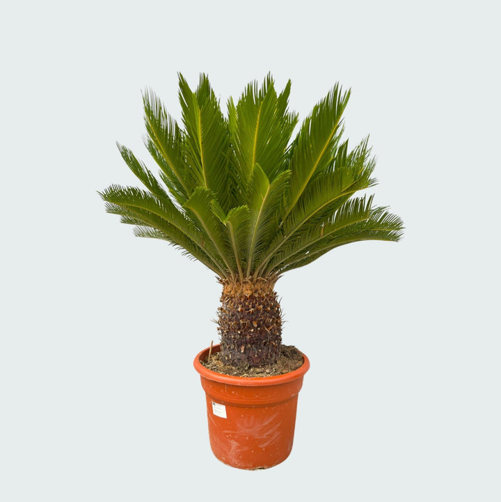 Cycas Revoluta - 130cm - Acheter une plante d'intérieur