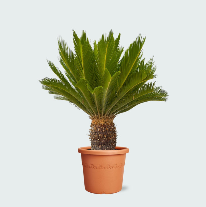 Cycas Revoluta - 130cm - Acheter une plante d'intérieur