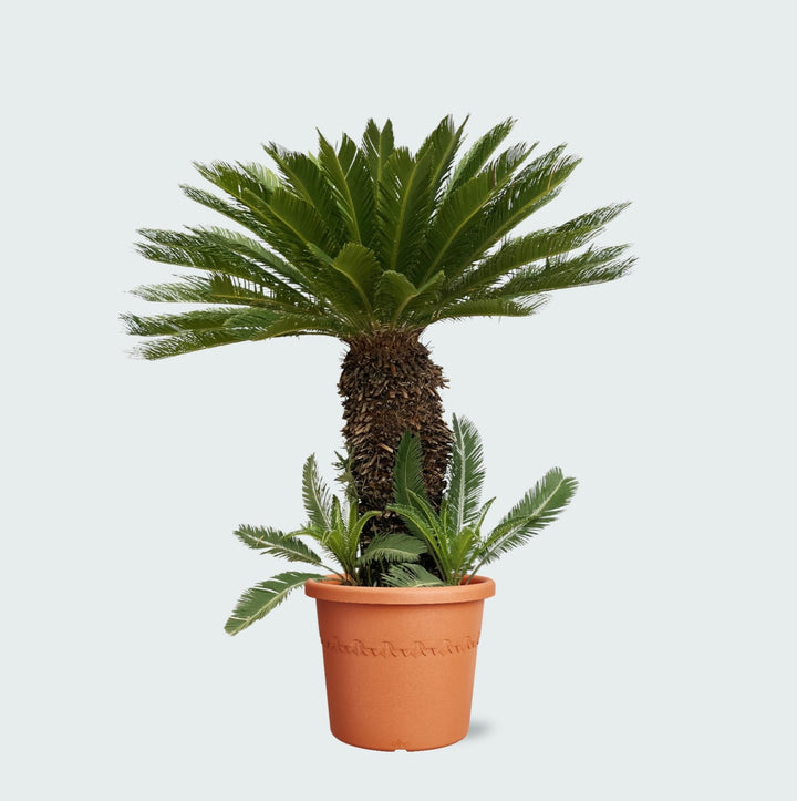 Cycas Revoluta - 180cm - Kamerplant Kopen
