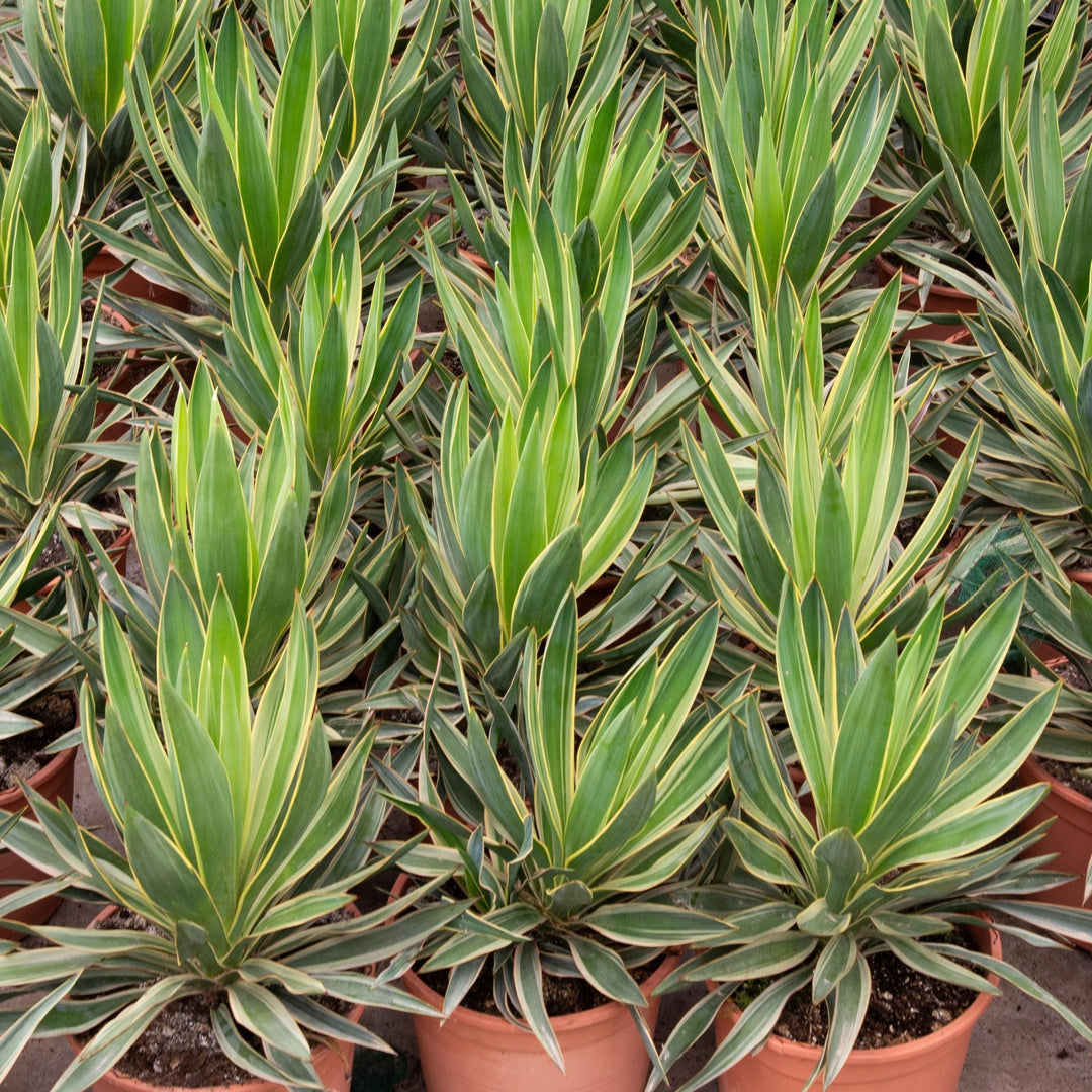 Yucca Gloriosa Variegata - 50cm - Palmlilie Zimmerpflanze