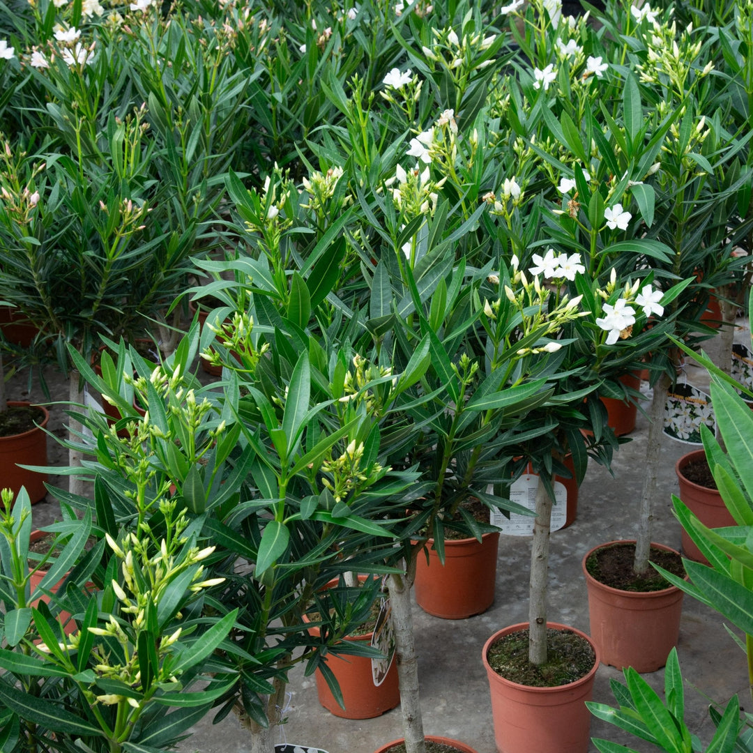 Nerium Oleander als Hochstamm - 140cm - Zimmerpflanze Kaufen