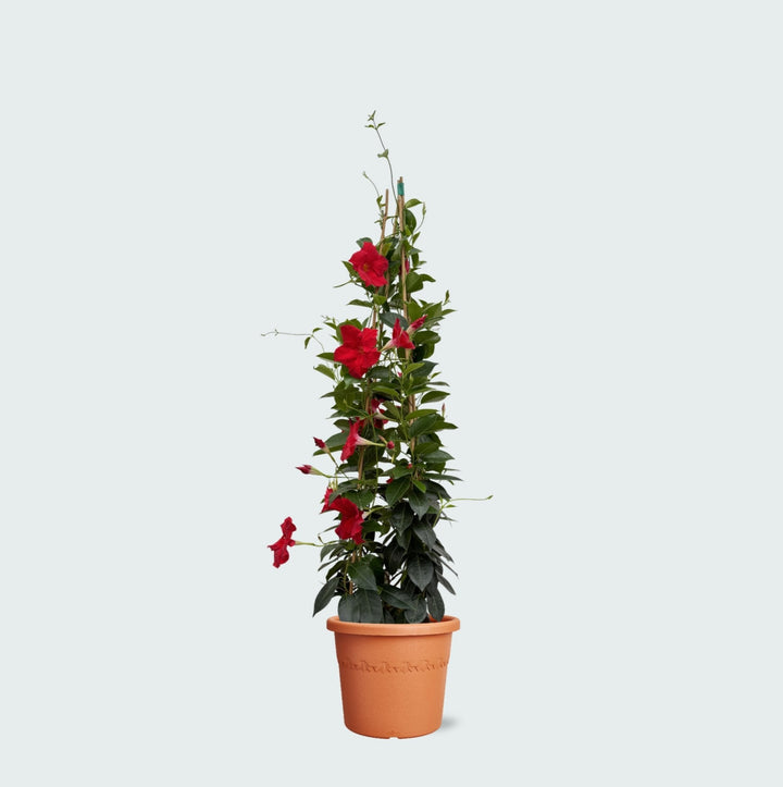 Dipladenia - 110cm - Zimmerpflanze Kaufen