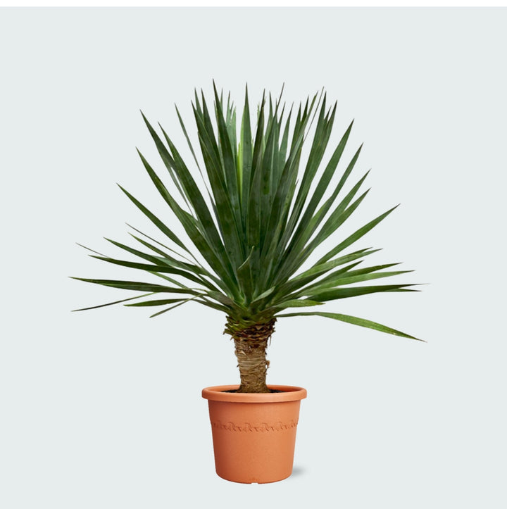 Dracaena Draco - 130 cm - Drachenbaum Zimmerpflanze