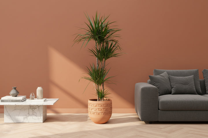 Dracaena Marginata XL - 180cm - Dragonnier - Plante d'intérieur Dragonnier
