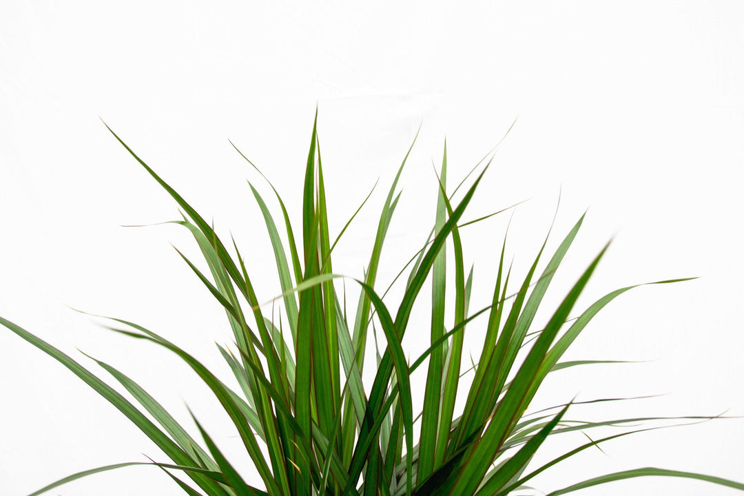 Dracaena Marginata XL - 180cm - Dragonnier - Plante d'intérieur Dragonnier
