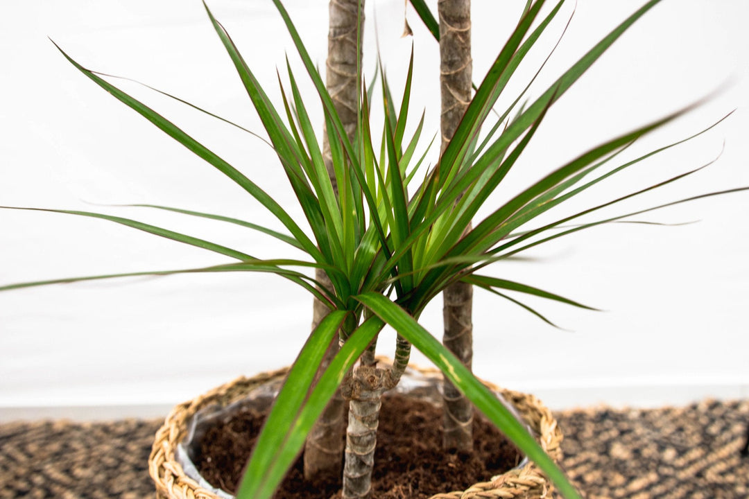 Dracaena Marginata XL - 180cm - Dragonnier - Plante d'intérieur Dragonnier