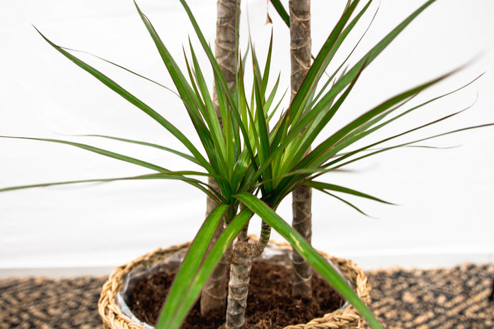 Dracaena Marginata XL - 180cm - Dragonnier - Plante d'intérieur Dragonnier