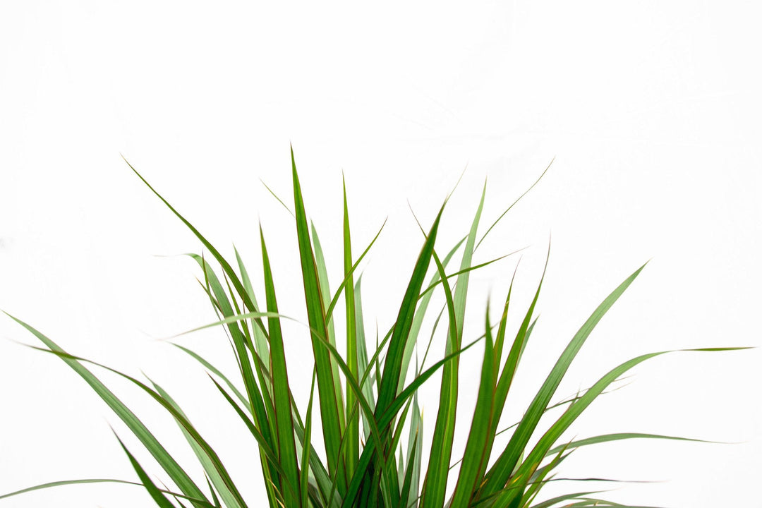 Dracaena Marginata XL - 180cm - Dragonnier - Plante d'intérieur Dragonnier