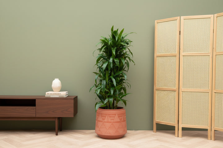 Dracaena Deremensis Janet Lind verzweigt - 120cm - Drachenbaum Zimmerpflanze