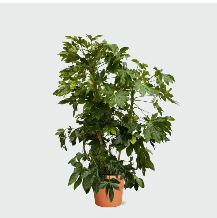 Vingerplant (Fatsia japonica) - 160cm - Vingerplant Kamerplant