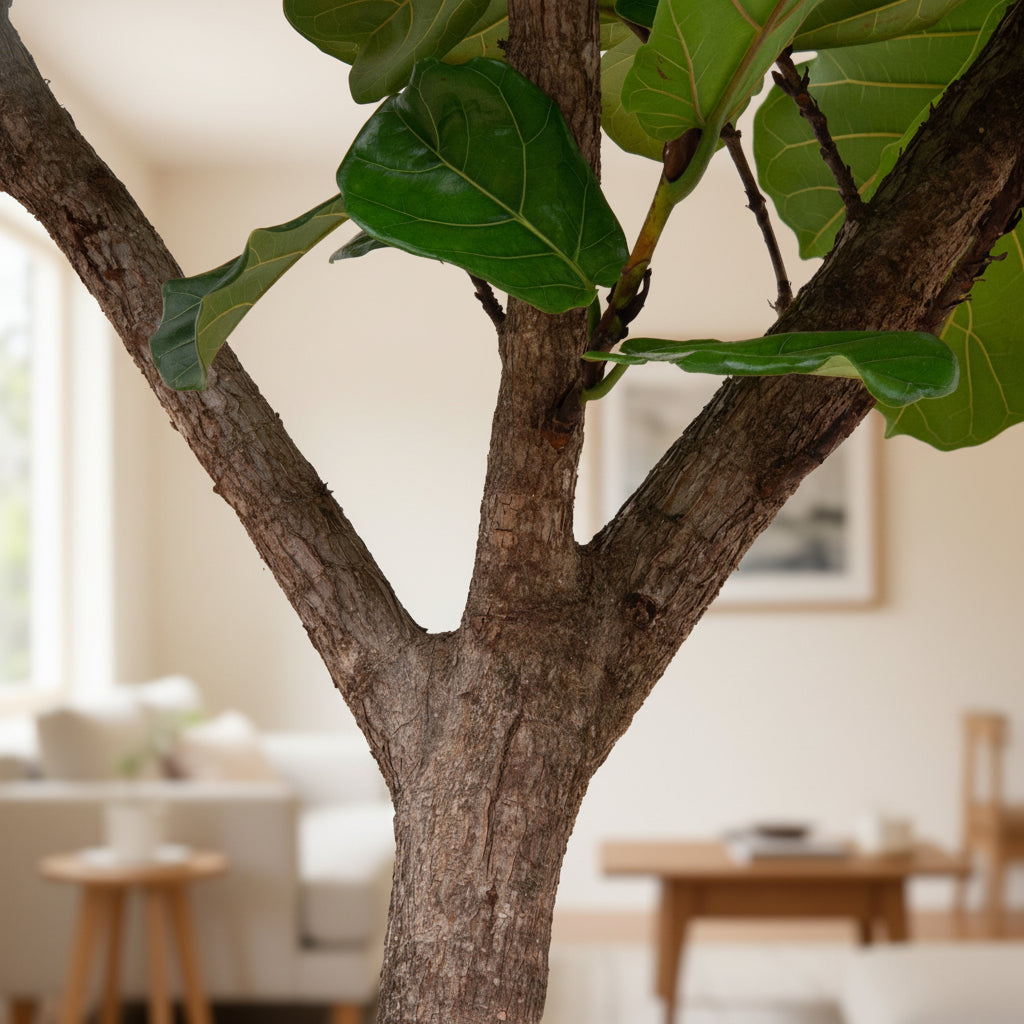 Ficus Lyrata XXXL - 300cm - Vioolbladplant - Kamerplant