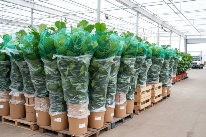 Ficus Lyrata verzweigt XXL - 220 cm - Geigenfeige