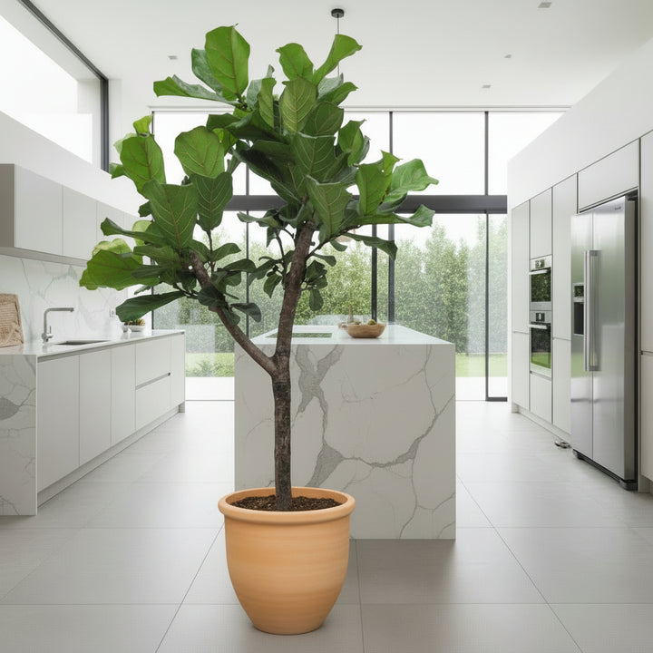 Ficus Lyrata arbre XL - 180cm