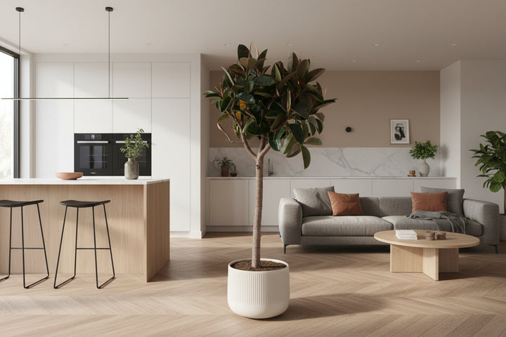 Ficus Elastica Robusta sur tige - 180cm