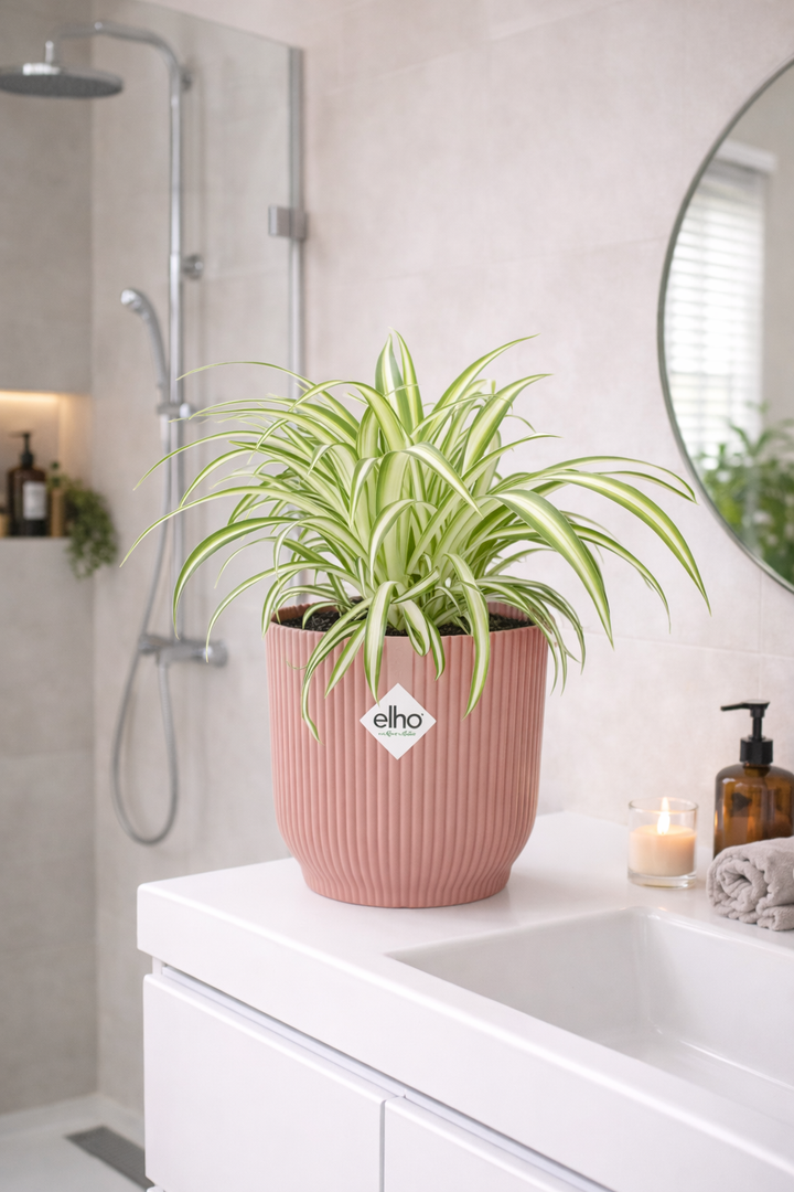 Graslelie Chlorophytum Comosum in ELHO Vibes Fold Roze – Ø14cm