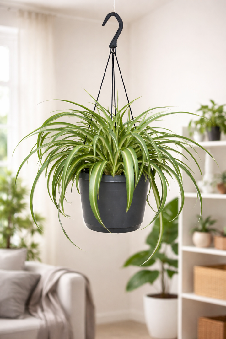 Graslelie Chlorophytum Comosum Bonnie – Ø17cm | Hangplant