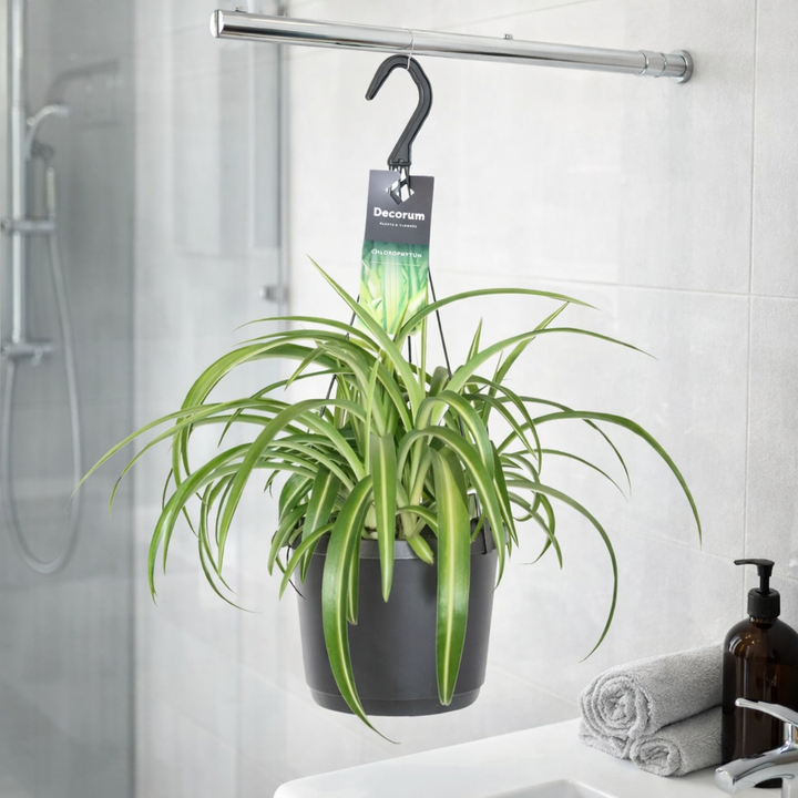 Graslelie Chlorophytum Comosum Bonnie – Ø17cm | Hangplant