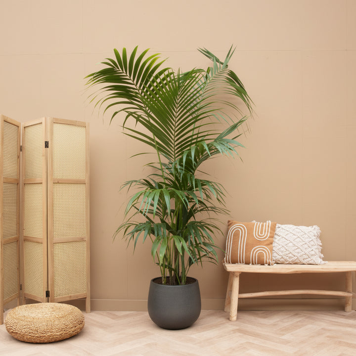 Kentia-Palme XXL - 220cm - Zimmerpflanze kaufen