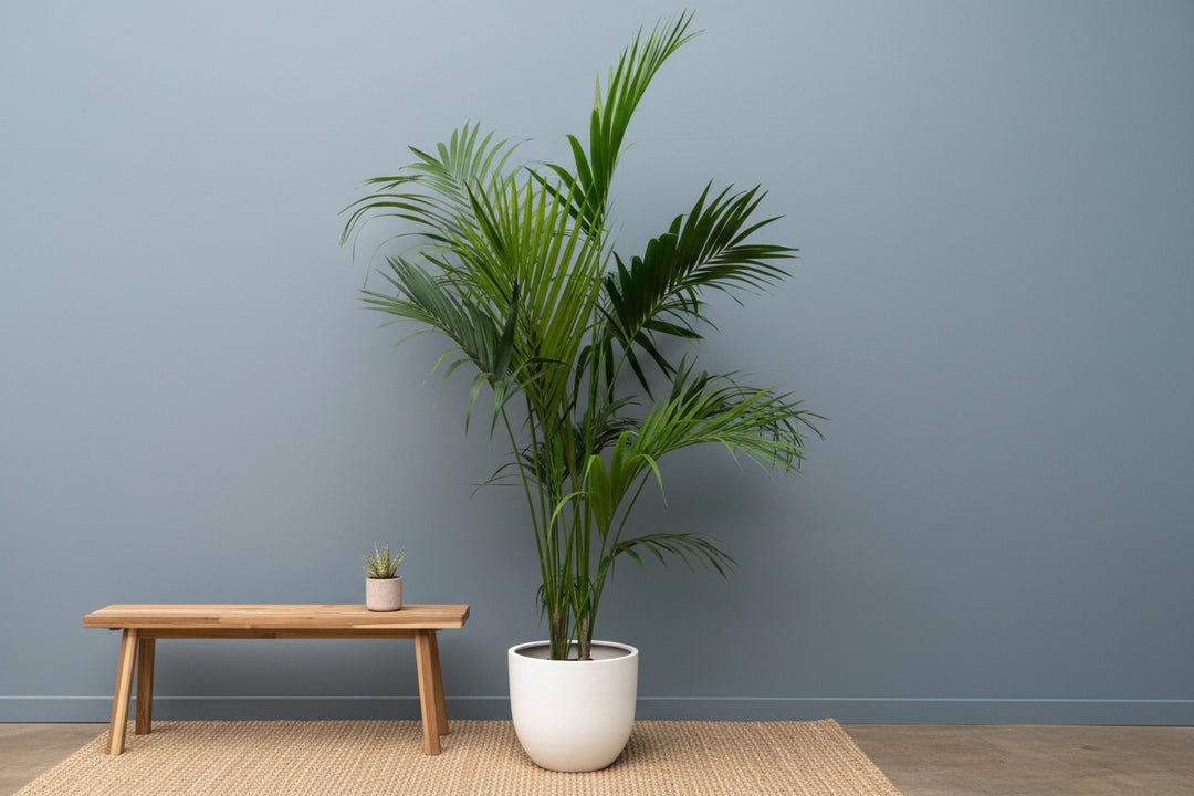Kentia-Palme XXL - 220cm - Zimmerpflanze kaufen