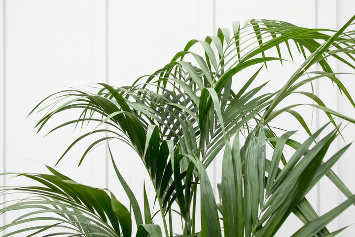 Kentia-Palme XXL - 220cm - Zimmerpflanze kaufen