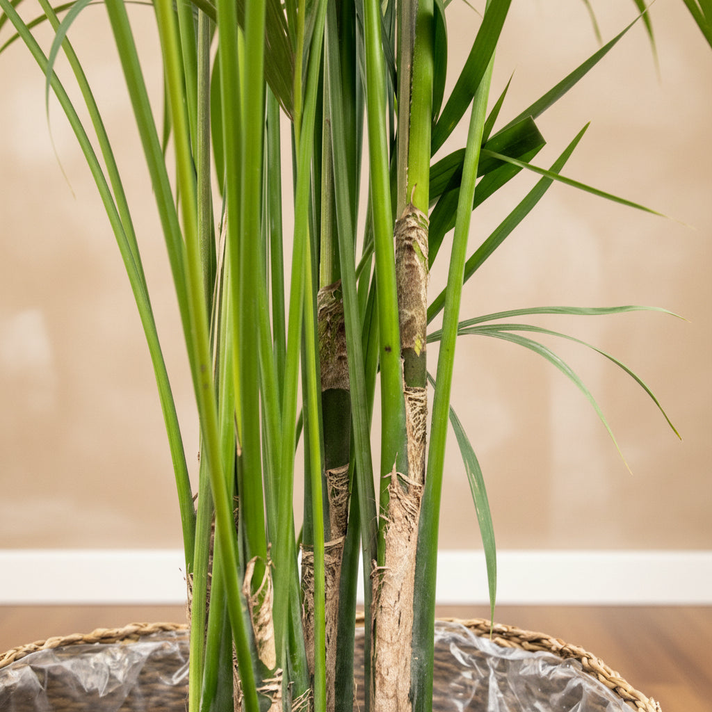 Kentia-Palme XXL - 220cm - Zimmerpflanze kaufen