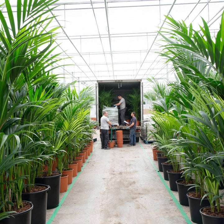 Kentia-Palme XXL - 220cm - Zimmerpflanze kaufen