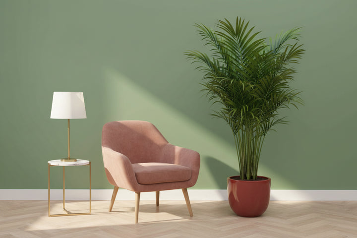 Kentia - 200cm - Acheter une plante d'intérieur