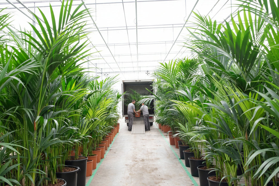 Kentia - 200cm - Acheter une plante d'intérieur