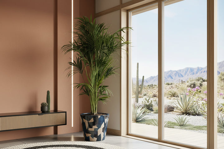 Kentia - 200cm - Acheter une plante d'intérieur
