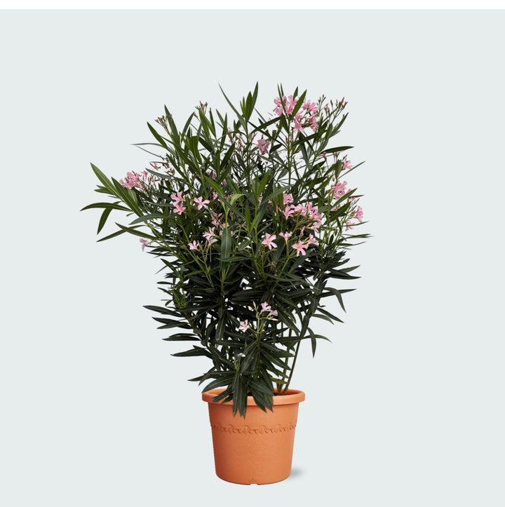 Oleanderstrauch - 130 cm - Zimmerpflanze kaufen