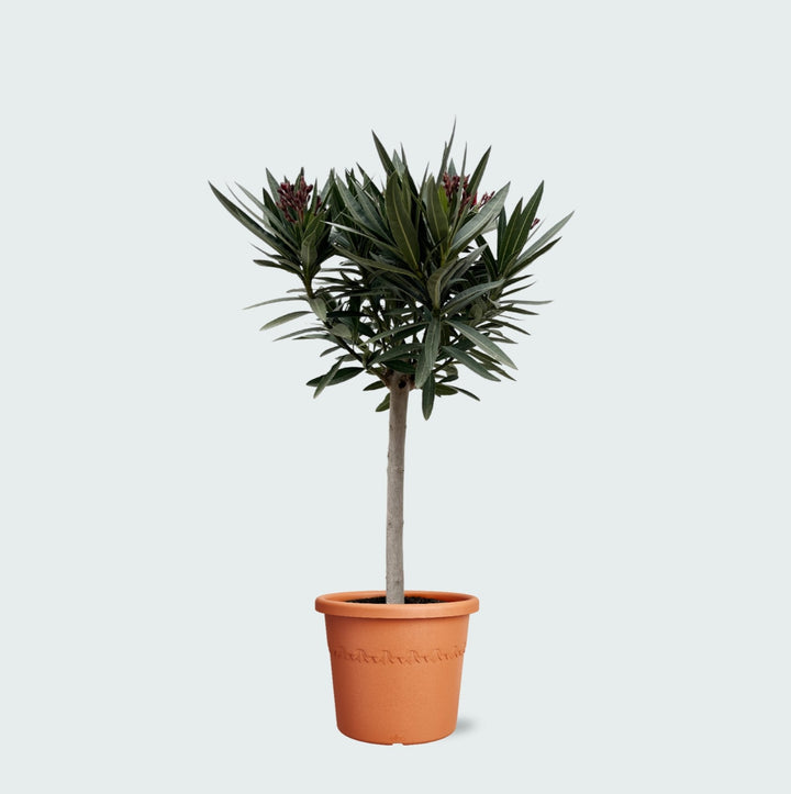 Nerium Oleander als Hochstamm - 140cm - Zimmerpflanze Kaufen