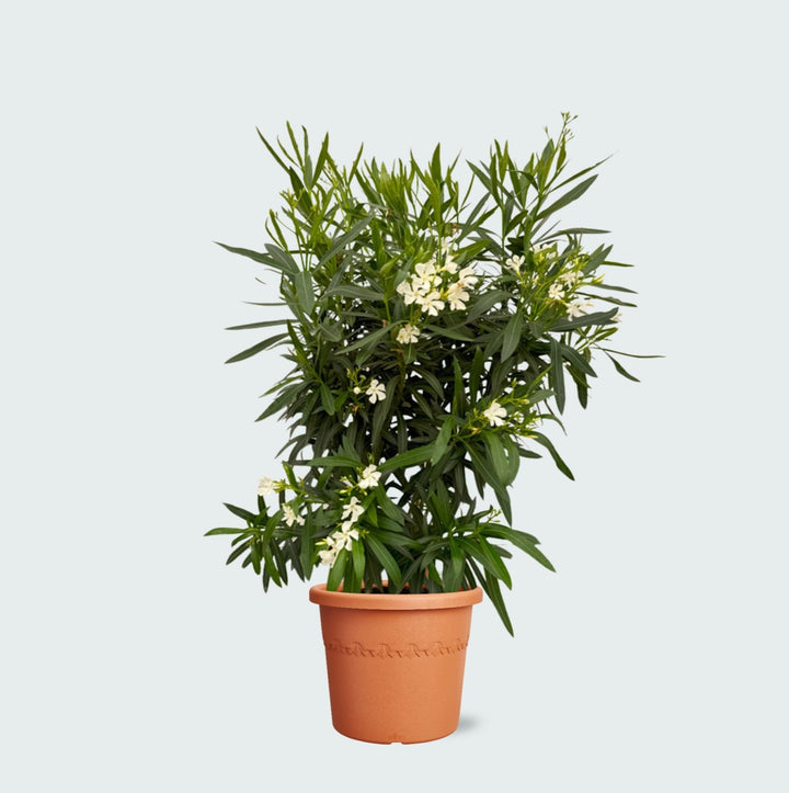Nerium Oleander Strauch - 160cm - Zimmerpflanze Kaufen