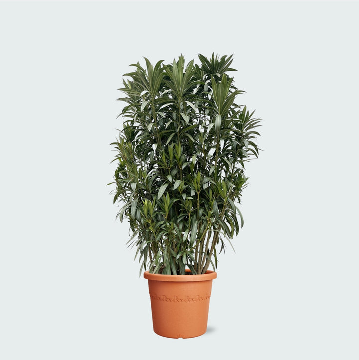 Oleander-Strauch - 210cm - Zimmerpflanze kaufen