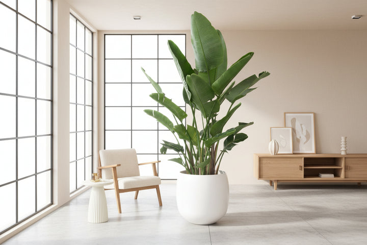 Strelitzia Nicolai de luxe XXL - Ø40 - 250cm - Paradijsvogelplant