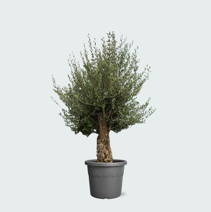 Olivenbaum Olea Europaea Bonsai - 250 cm / Stammumfang 45-60cm