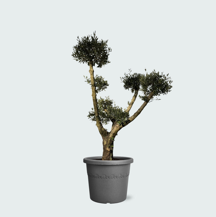 Olijfboom Olea Europaea Pom Pon Plateau - 160cm | Koop
