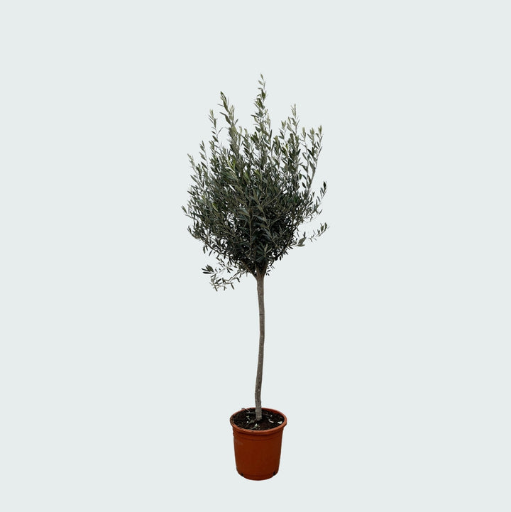 Olea Europaea auf Stamm – 160cm – Zimmerpflanze kaufen