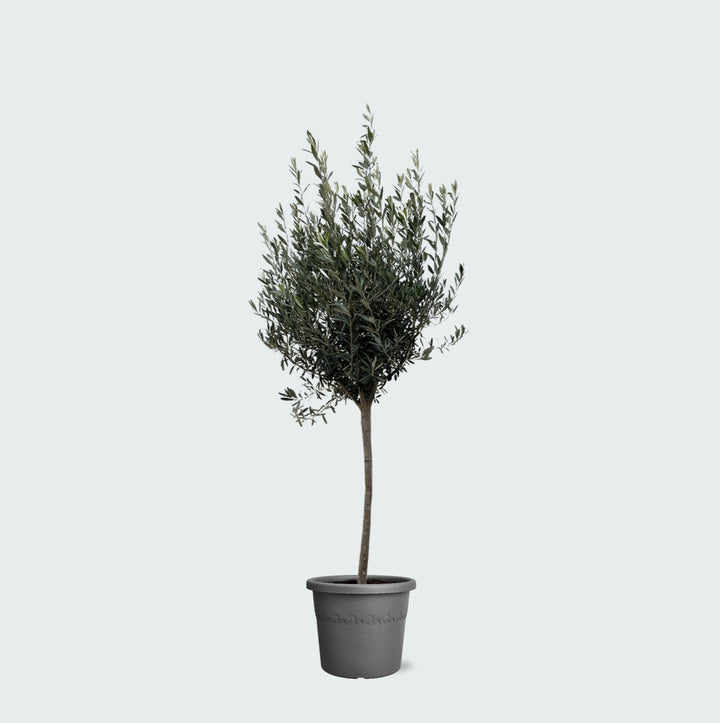 Olea Europaea auf Stamm – 160cm – Zimmerpflanze kaufen