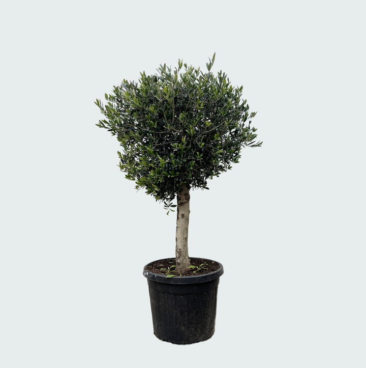 Olivenbaum Olea Europaea Lorc - 180cm / Stammumfang 10-20cm