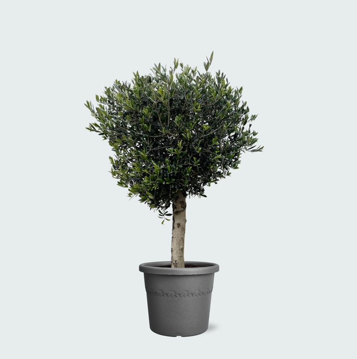 Olivenbaum Olea Europaea Lorc - 180cm / Stammumfang 10-20cm